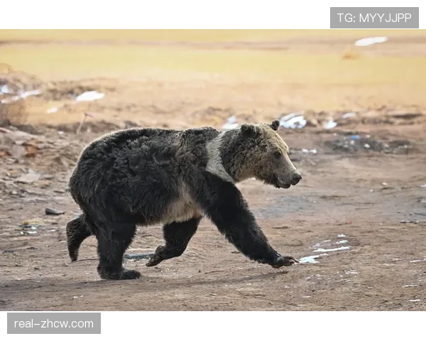 阿尔达马关节镜手术恢复中 灰熊空间型四号位出现真空